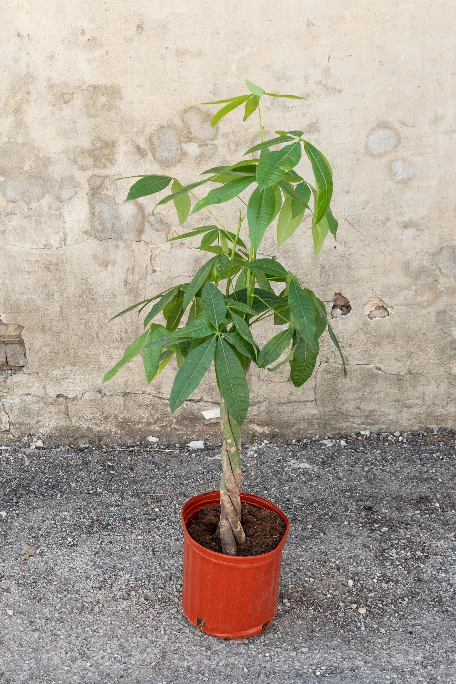 Pachira aquatica "Money Tree" 10"