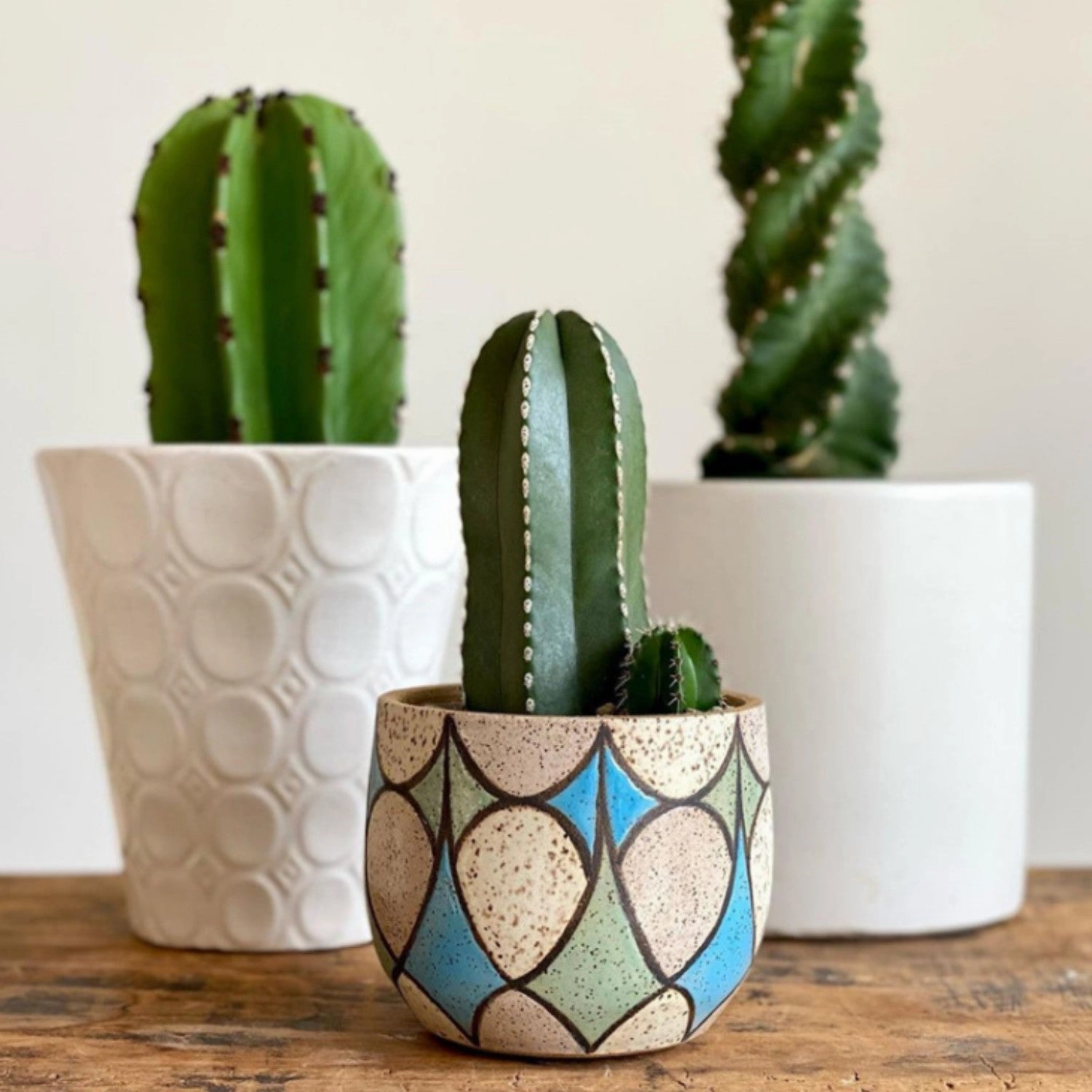 Pachycereus marginatus / Mexican Fence Post Cactus