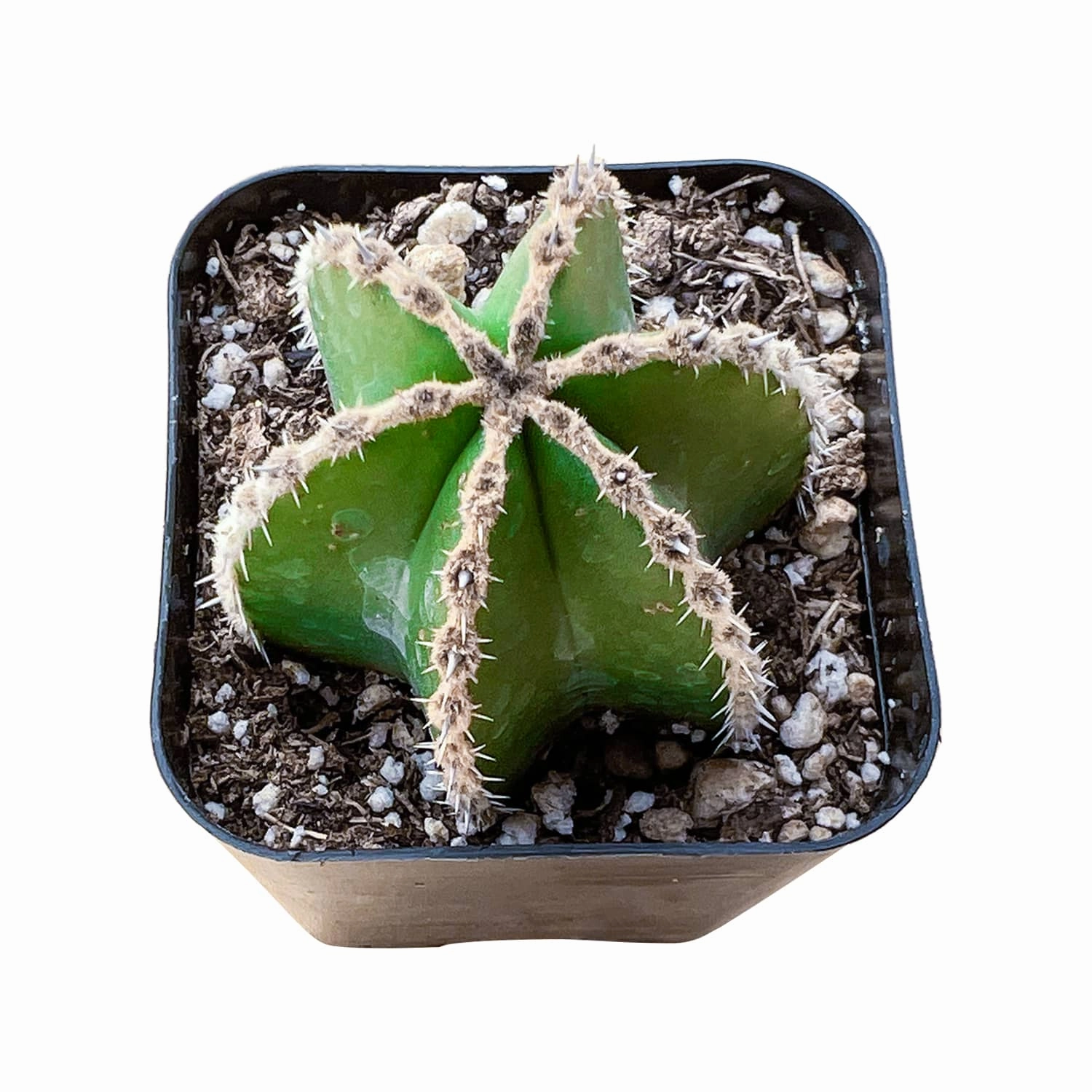 Pachycereus marginatus / Mexican Fence Post Cactus mini ornamental plant  