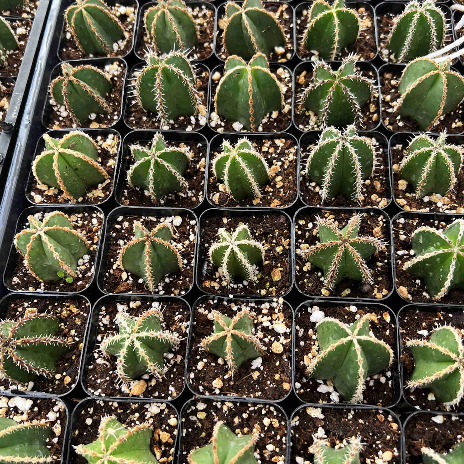 Pachycereus marginatus / Mexican Fence Post Cactus