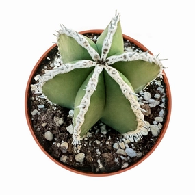 Pachycereus marginatus /Mexican Fence Post Cactus (4 inch) mini ornamental plant  