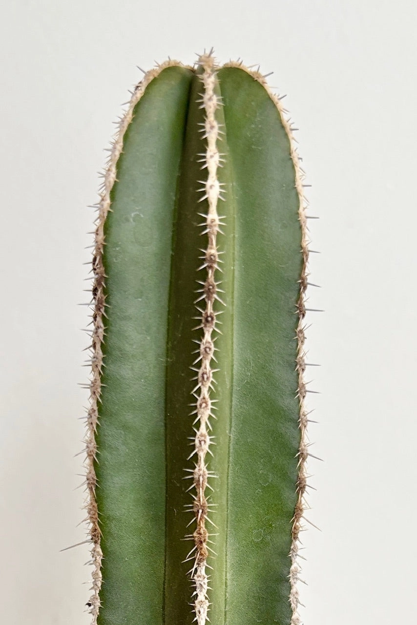 Pachycereusmarginatus "Fence Post" 4"