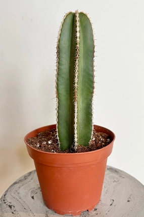 Pachycereusmarginatus "Fence Post" 4" medium flower pot  
