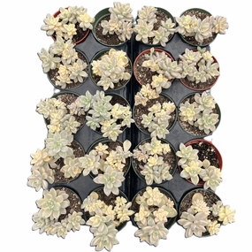 Pachyphytum 'Apricot Beauty' Bulk 20 Tray - 4in Pot mini ornamental plant  