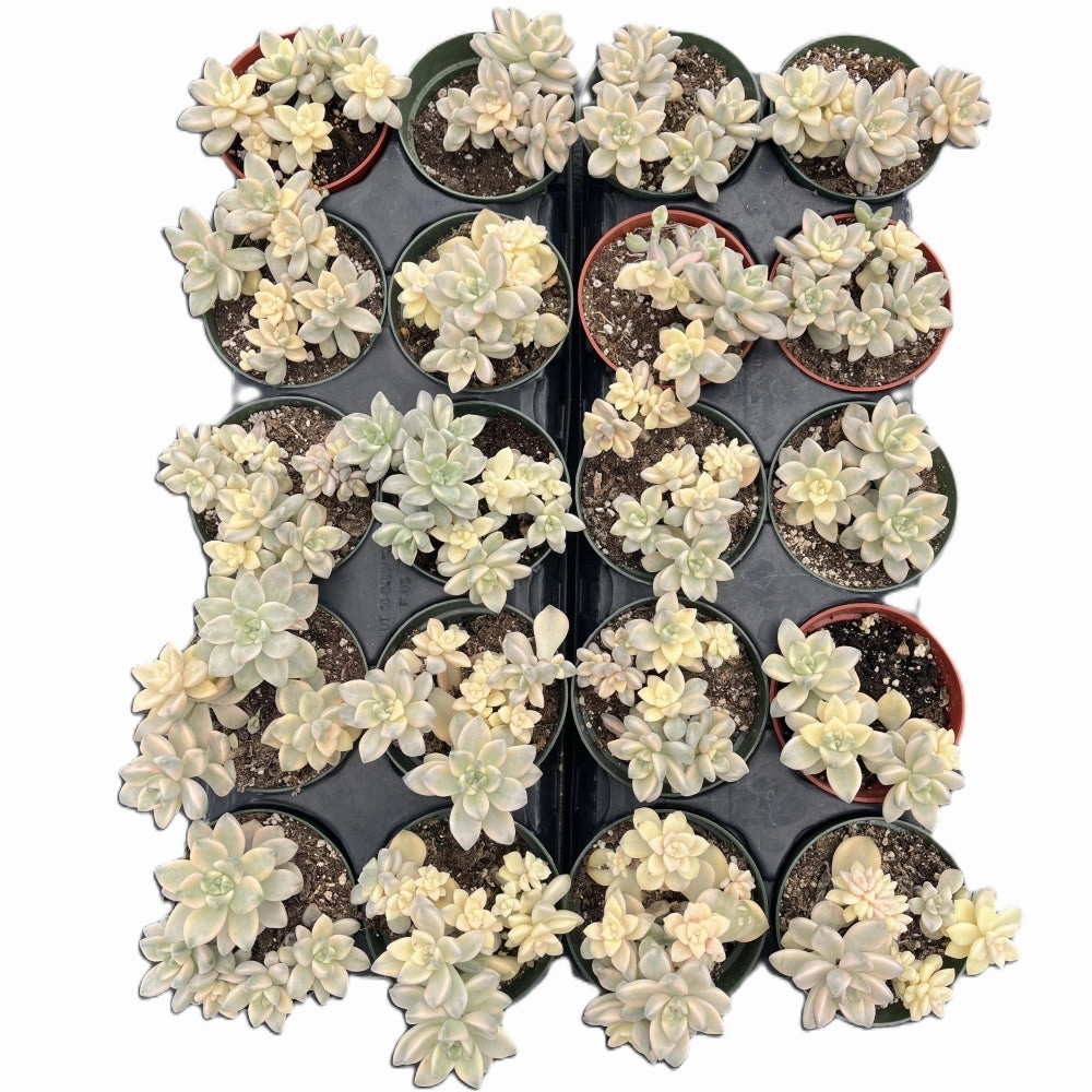 Pachyphytum 'Apricot Beauty' Bulk 20 Tray - 4in Pot mini ornamental plant  