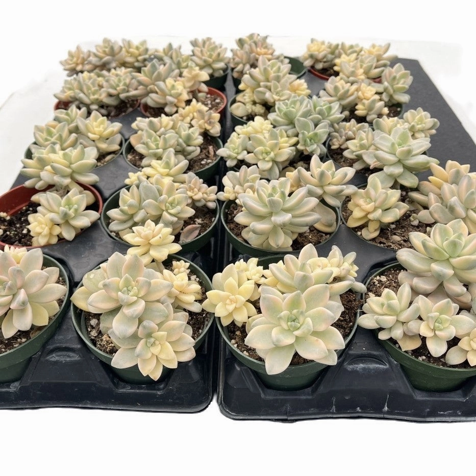 Pachyphytum 'Apricot Beauty' Bulk 20 Tray - 4in Pot