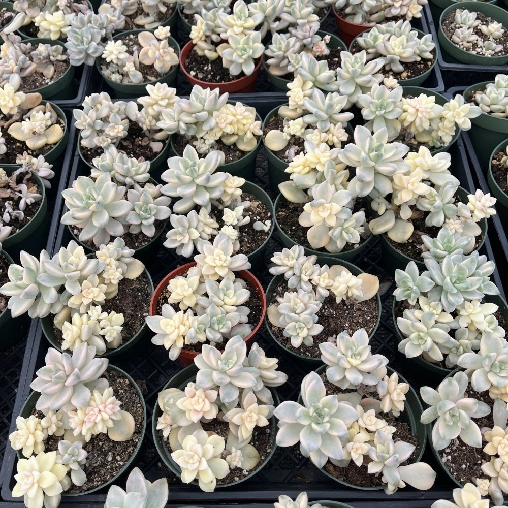 Pachyphytum 'Apricot Beauty' Bulk 20 Tray - 4in Pot