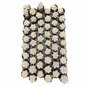Pachyphytum 'Apricot Beauty' Bulk 54 Tray 2in Pot mini ornamental plant  