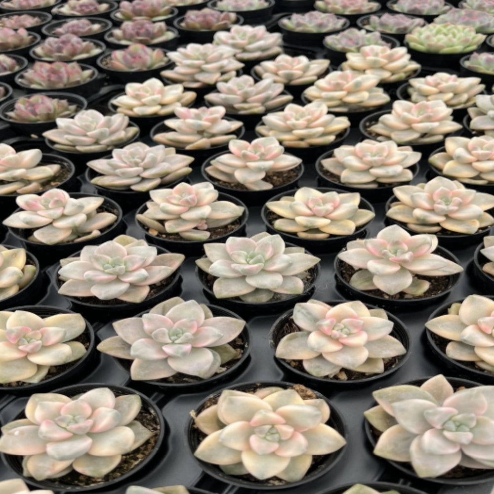 Pachyphytum 'Apricot Beauty' Bulk 54 Tray 2in Pot