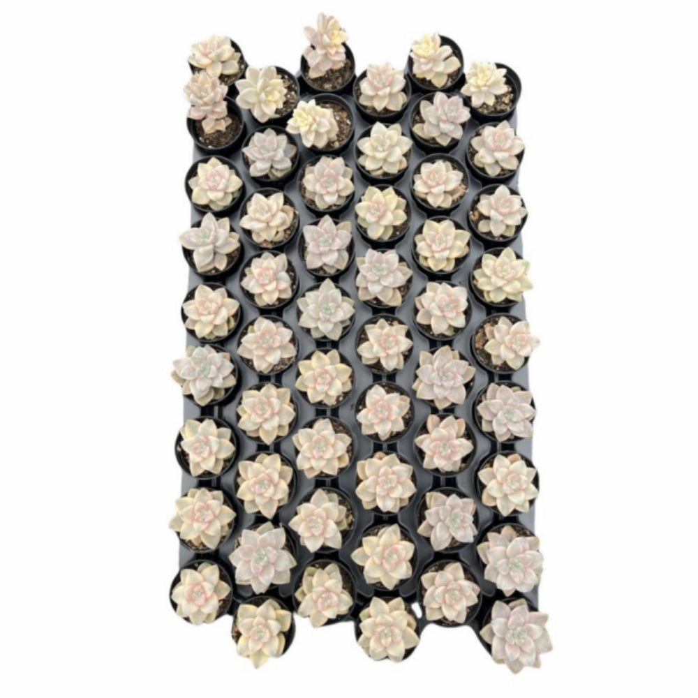 Pachyphytum 'Apricot Beauty' Bulk 54 Tray 2in Pot mini ornamental plant  