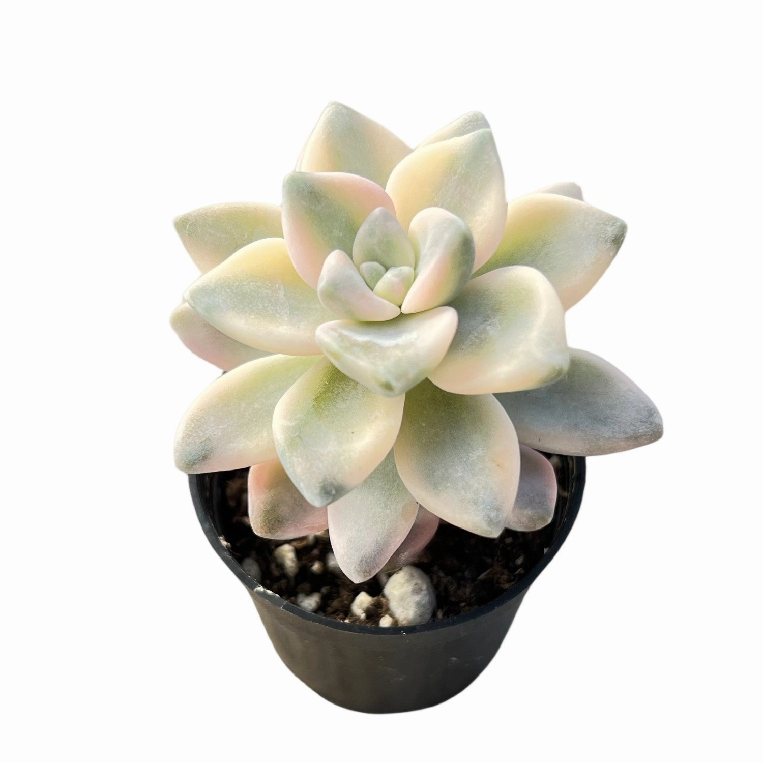 Pachyphytum 'Apricot Beauty' (Rare)