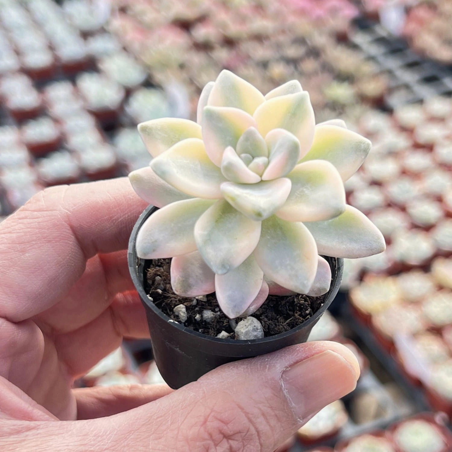 Pachyphytum 'Apricot Beauty' (Rare)