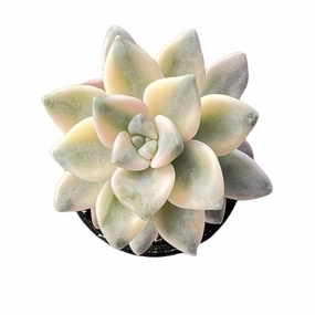 Pachyphytum 'Apricot Beauty' (Rare) mini ornamental plant  