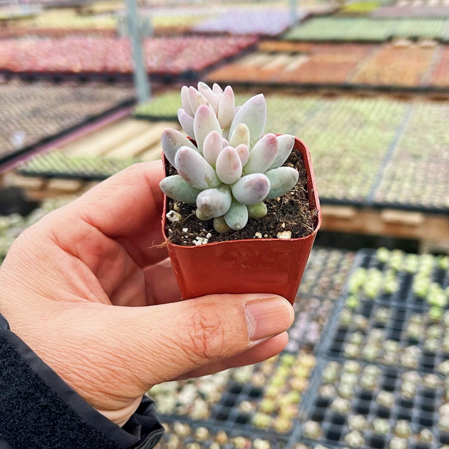 Pachyphytum 'Machucae' /Baby finger