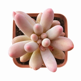 Pachyphytum 'Machucae' /Baby finger mini ornamental plant  