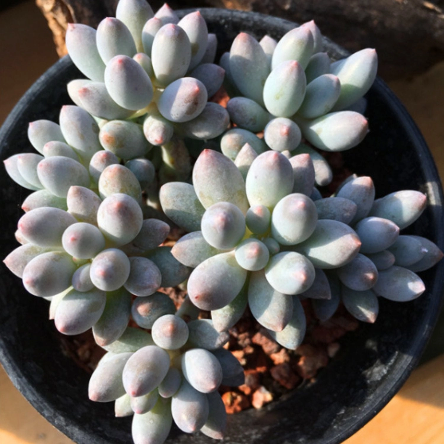 Pachyphytum 'Machucae' /Baby finger