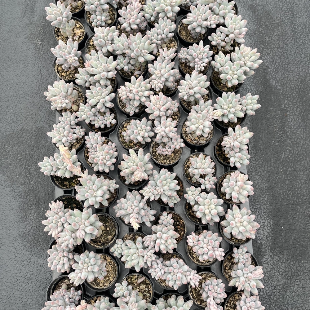 Pachyphytum 'Machucae' Baby finger Bulk 54 Tray - 2in Pot