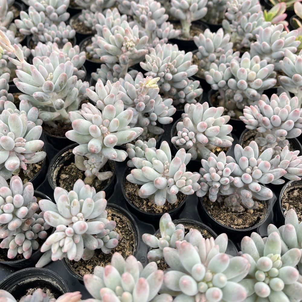 Pachyphytum 'Machucae' Baby finger Bulk 54 Tray - 2in Pot