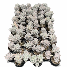 Pachyphytum 'Machucae' Baby finger Bulk 54 Tray - 2in Pot mini ornamental plant  