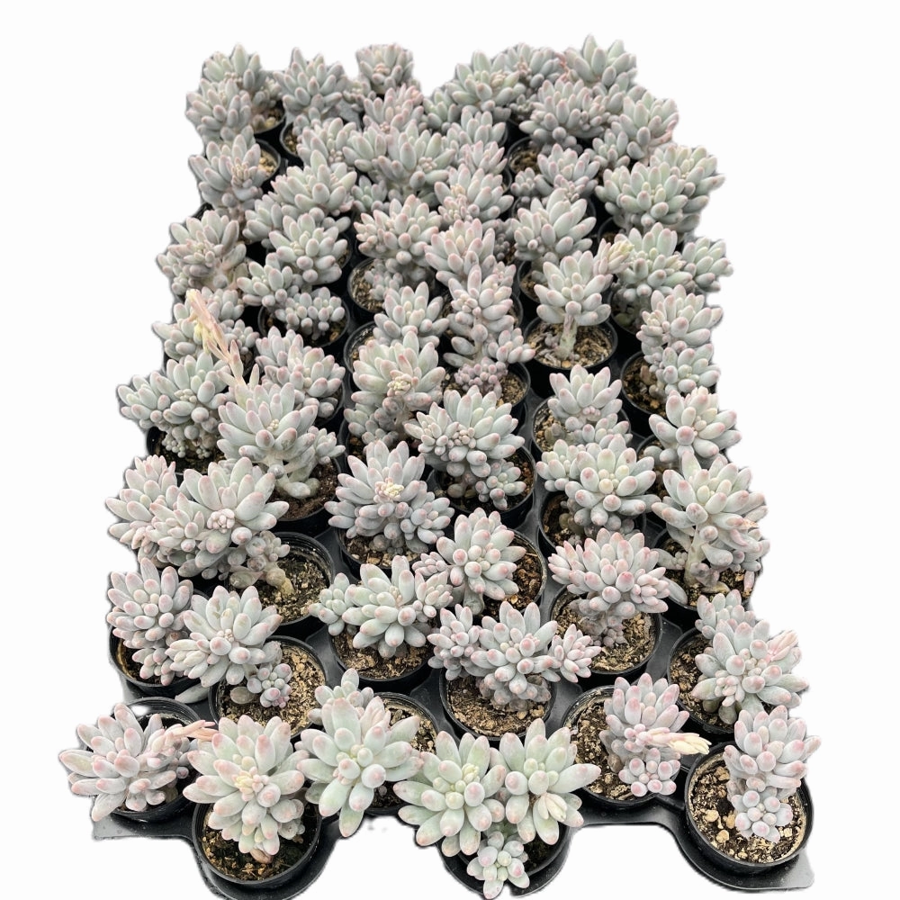 Pachyphytum 'Machucae' Baby finger Bulk 54 Tray - 2in Pot mini ornamental plant  