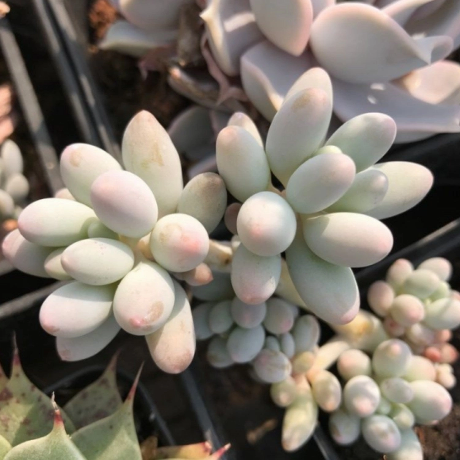 Pachyphytum 'Machucae' /Baby finger