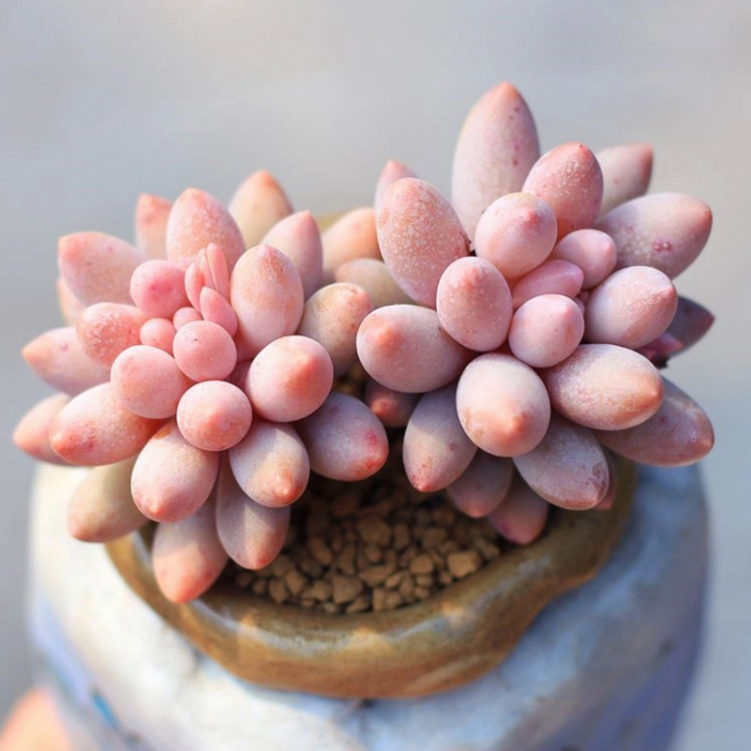 Pachyphytum 'Machucae' /Baby finger