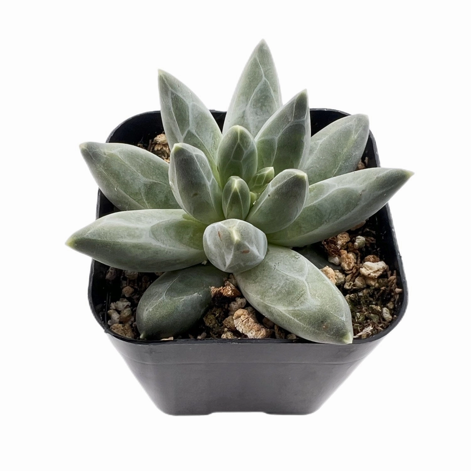 Pachyphytum Compactum