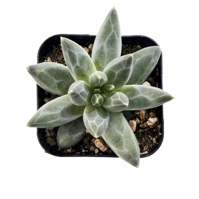 Pachyphytum Compactum mini ornamental plant  
