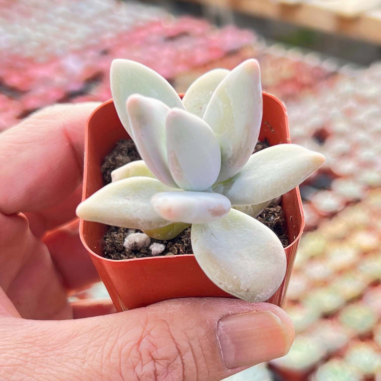 Pachyphytum Mango Beauty