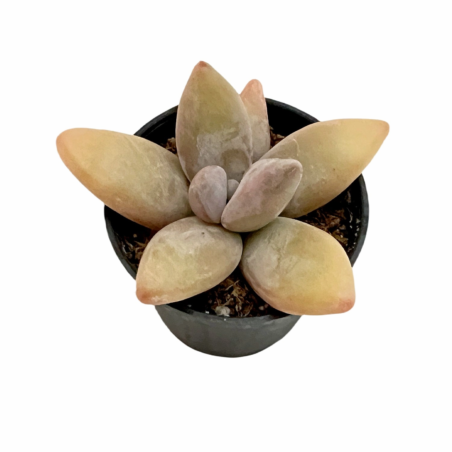 Pachyphytum Mango Beauty