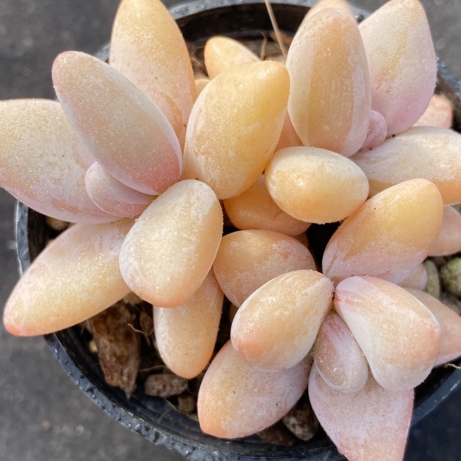 Pachyphytum Mango Beauty
