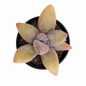 Pachyphytum Mango Beauty mini ornamental plant  