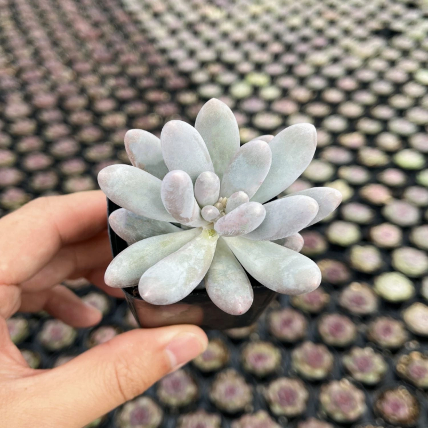 Pachyphytum Sweet Dumpling