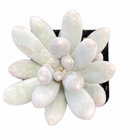 Pachyphytum Sweet Dumpling mini ornamental plant  