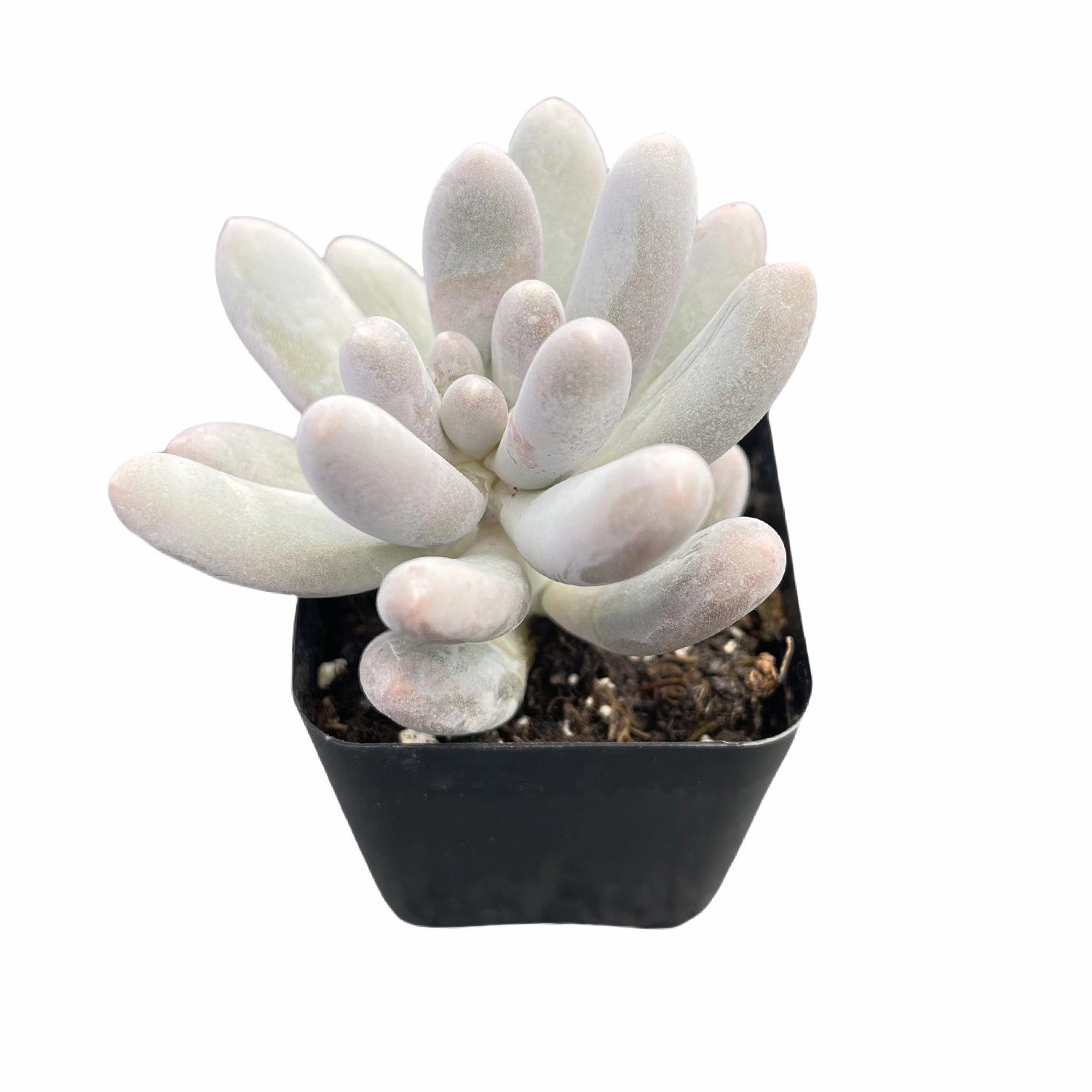 Pachyphytum Sweet Dumpling