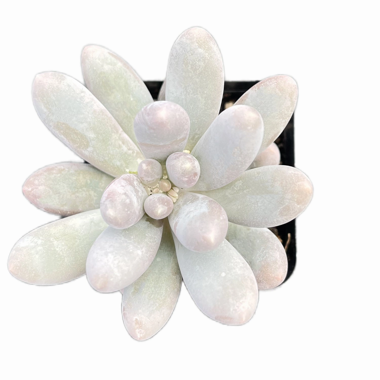Pachyphytum Sweet Dumpling mini ornamental plant  
