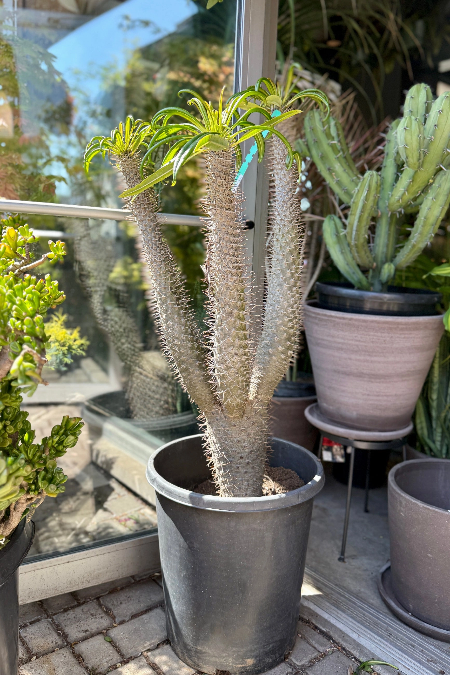 Pachypodium sp. #15