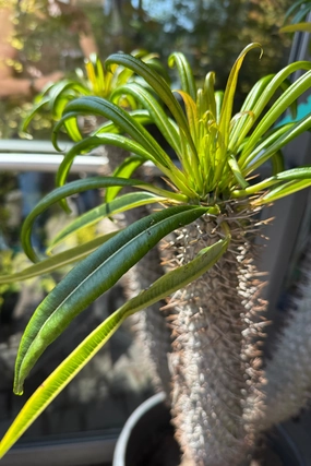Pachypodium sp. #15 medium flower pot  