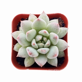 Pachyveria 'Crown Ball' mini ornamental plant  