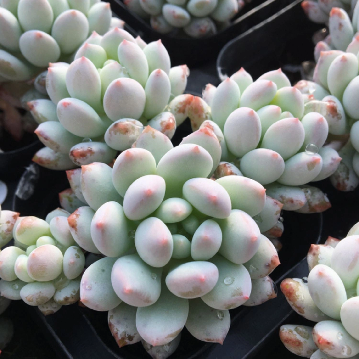 Pachyveria 'Crown Ball'