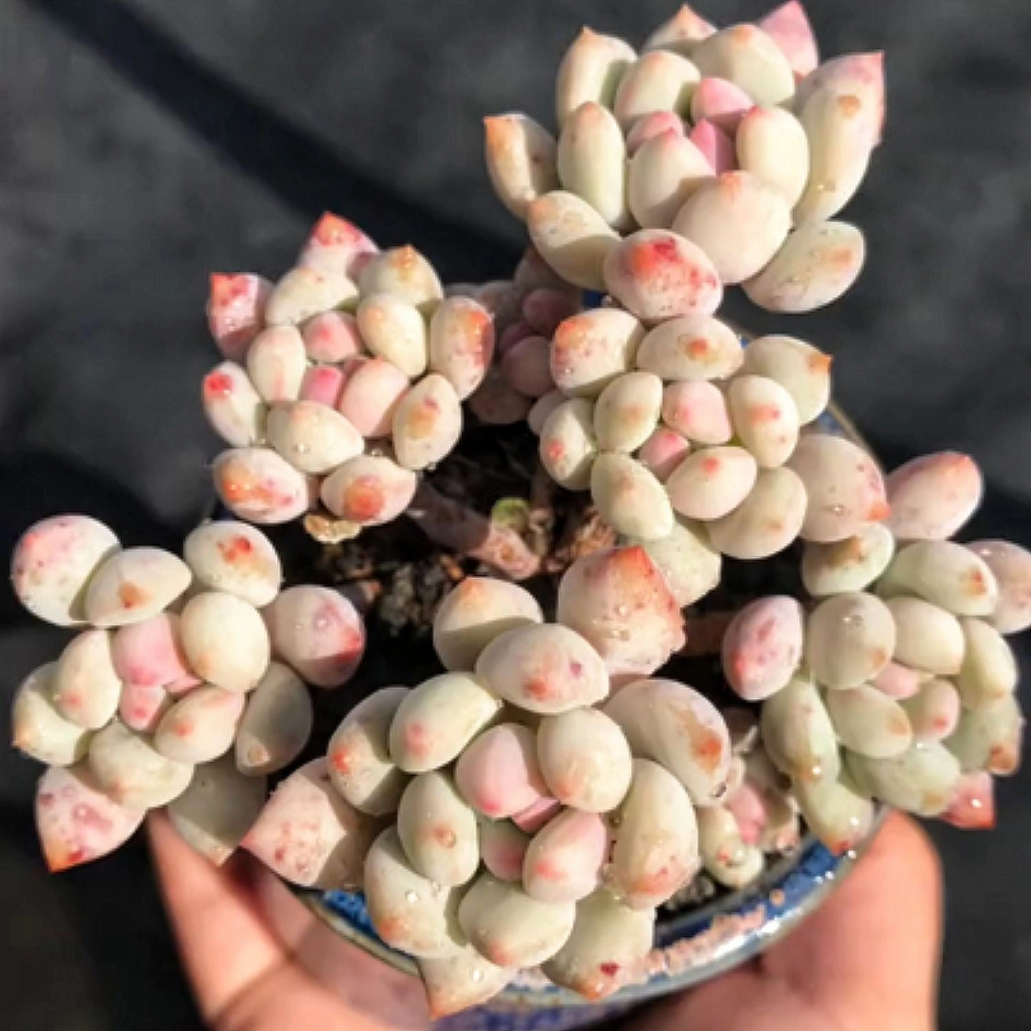 Pachyveria 'Crown Ball'