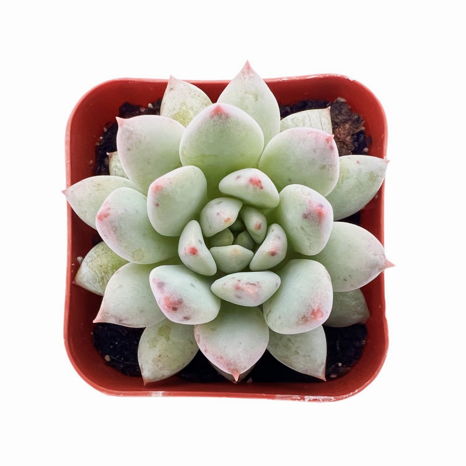 Pachyveria 'Crown Ball' mini ornamental plant  