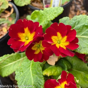Pacific Hybrids English Primrose | Primula single layer plant shelf  