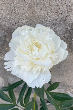 Paeonia 'Duchesse de Nemours' #2 decorative flowerpot  