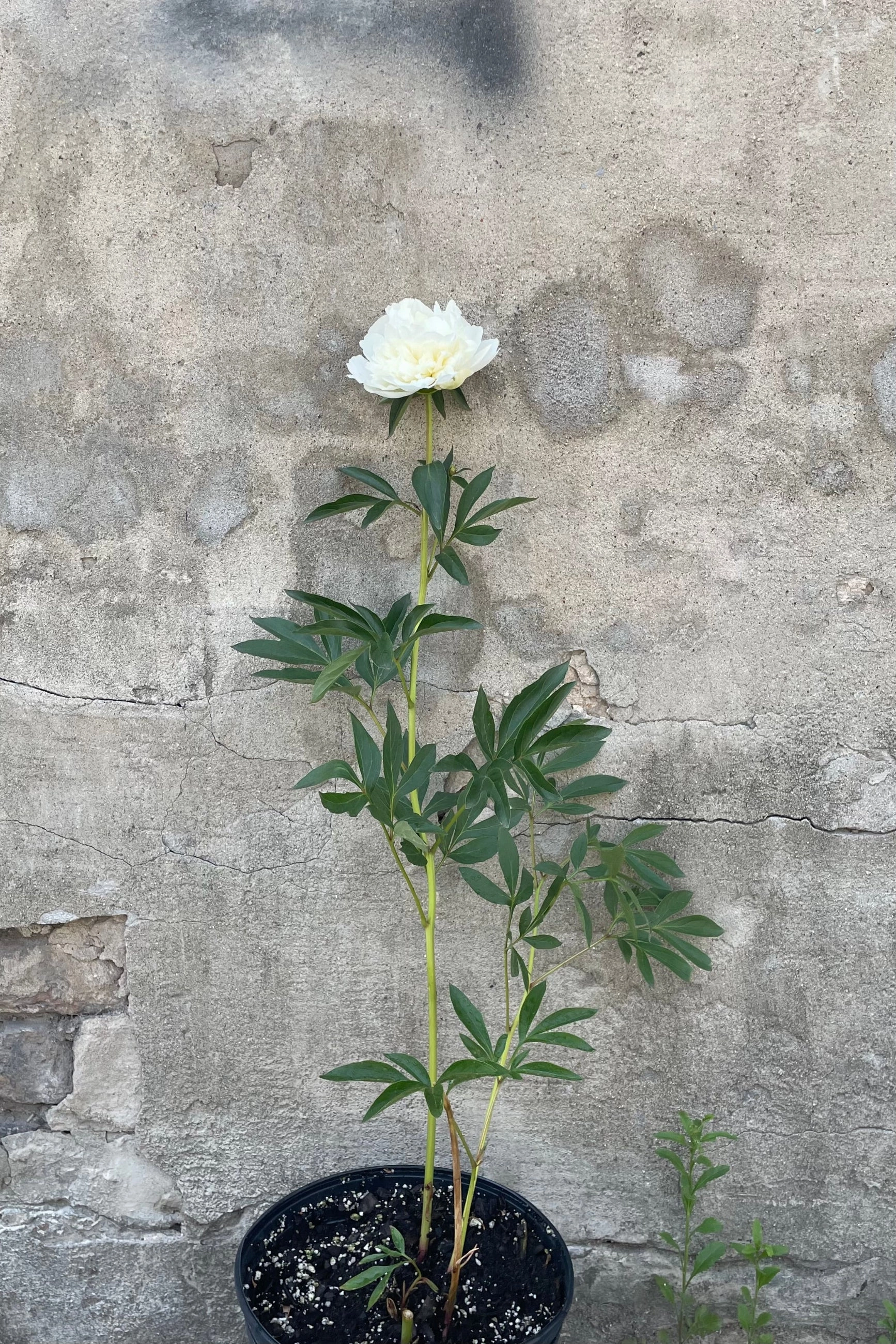 Paeonia 'Duchesse de Nemours' #2