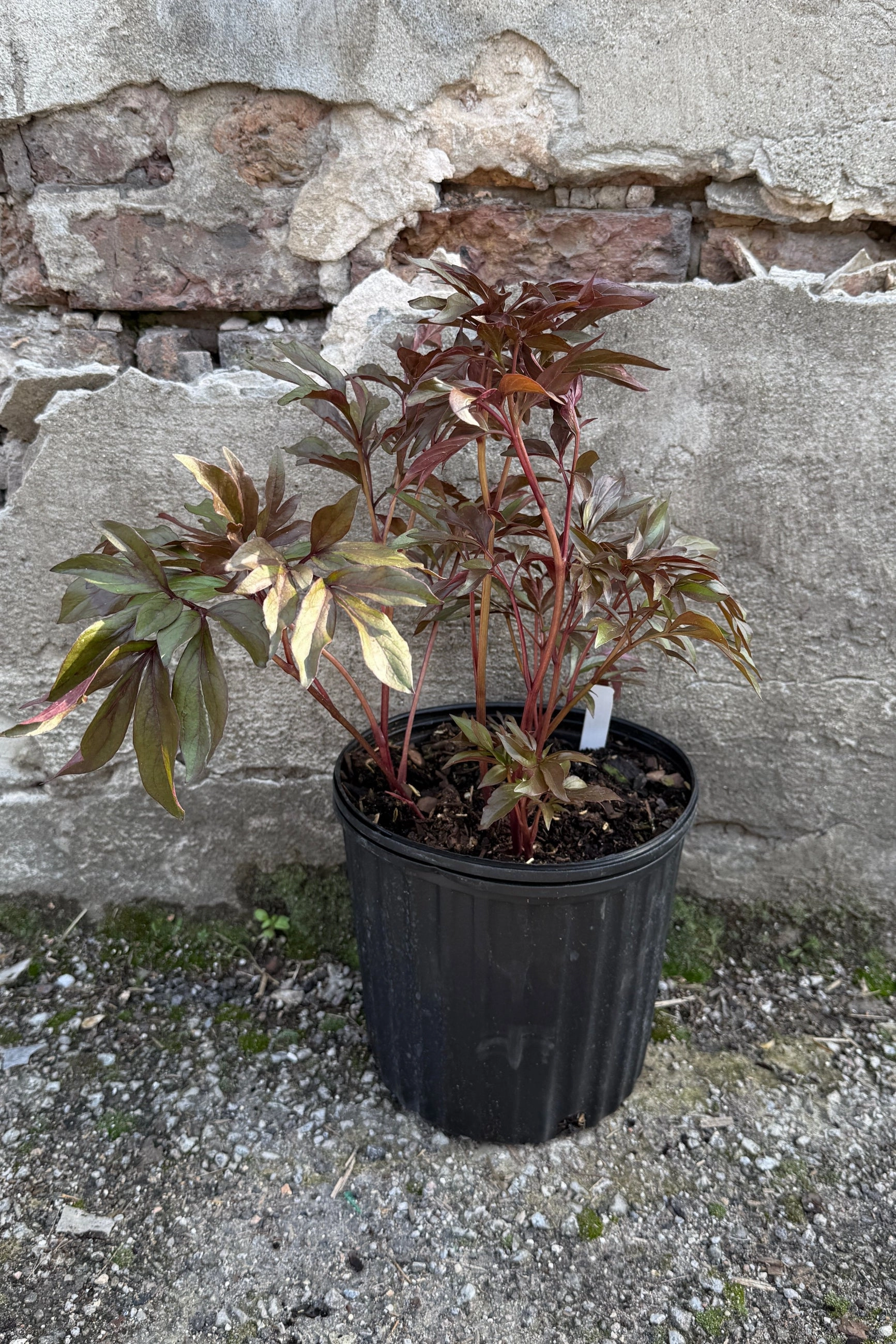 Paeonia 'Edulis Superba' #2