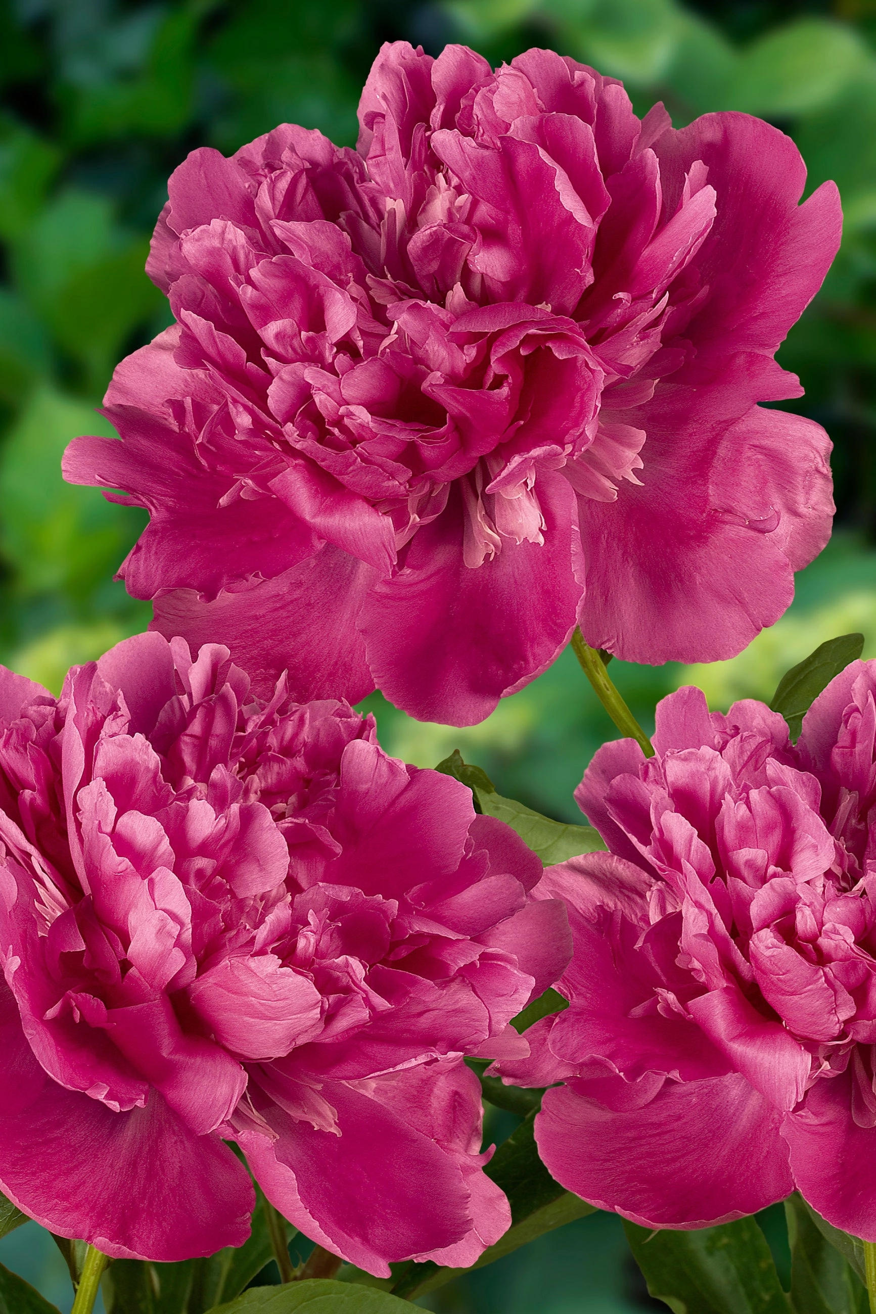 Paeonia 'Edulis Superba' #2