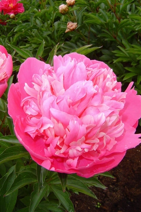 Paeonia 'Edulis Superba' #2 decorative flowerpot  