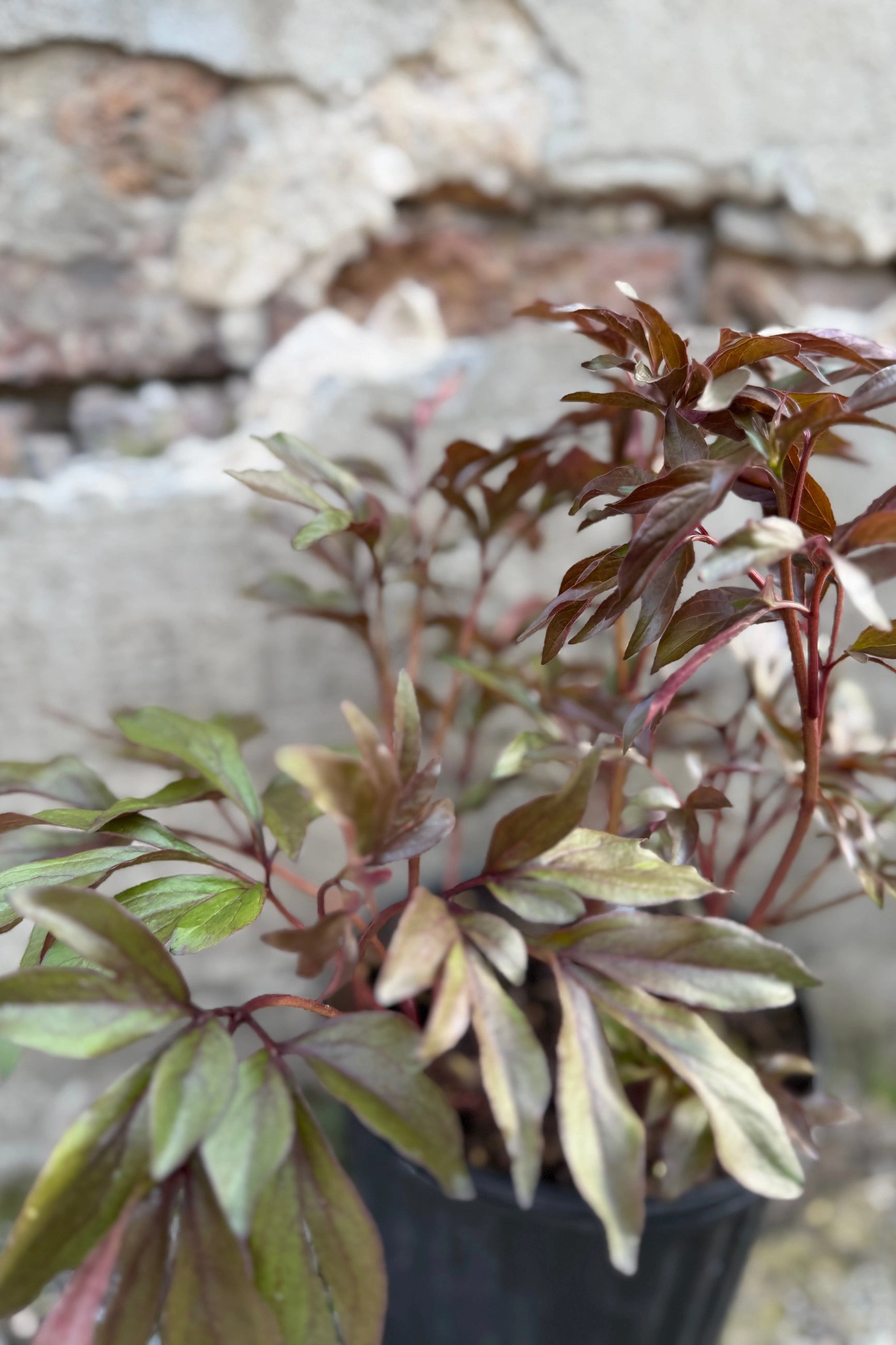 Paeonia 'Edulis Superba' #2
