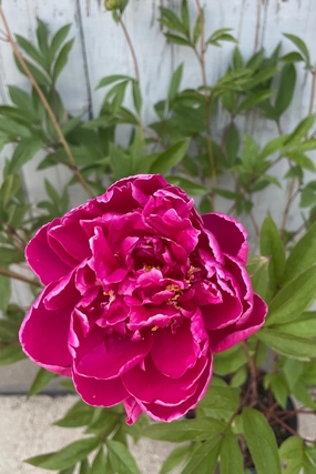 Paeonia 'Karl Rosenfield' #2 decorative flowerpot  